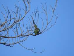 Image of Claret-breasted Fruit Dove