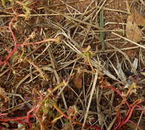 Image of Portulaca kermesina N. E. Brown