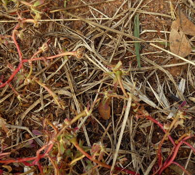 Image of Portulaca kermesina N. E. Brown