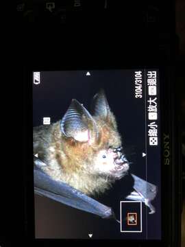 Image of Great Himalayan Leaf-nosed Bat