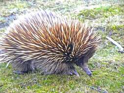 Sivun Tachyglossus aculeatus multiaculeatus (W. Rothschild 1905) kuva