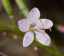 Image of smallflower dwarf-flax