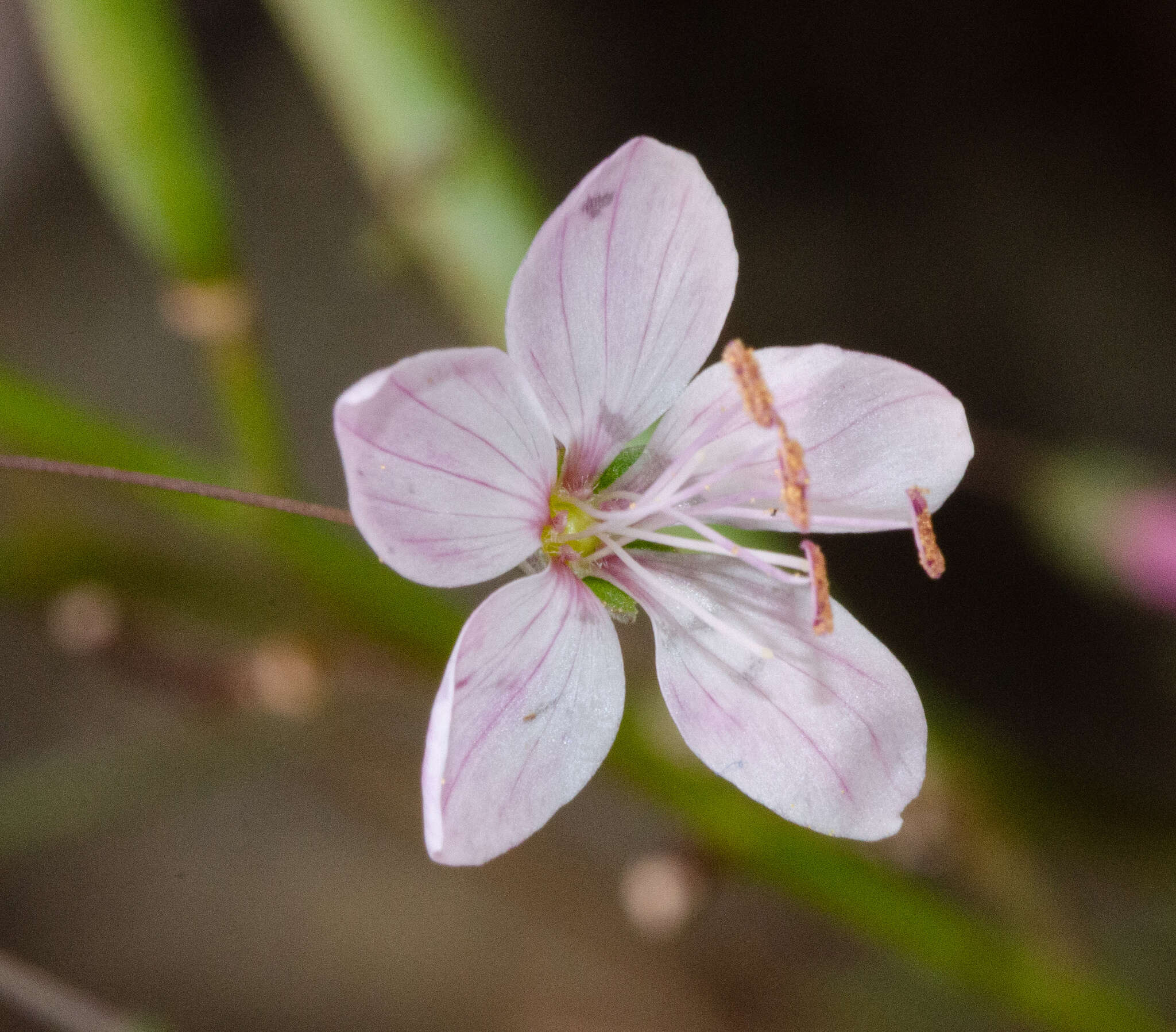 Image of smallflower dwarf-flax