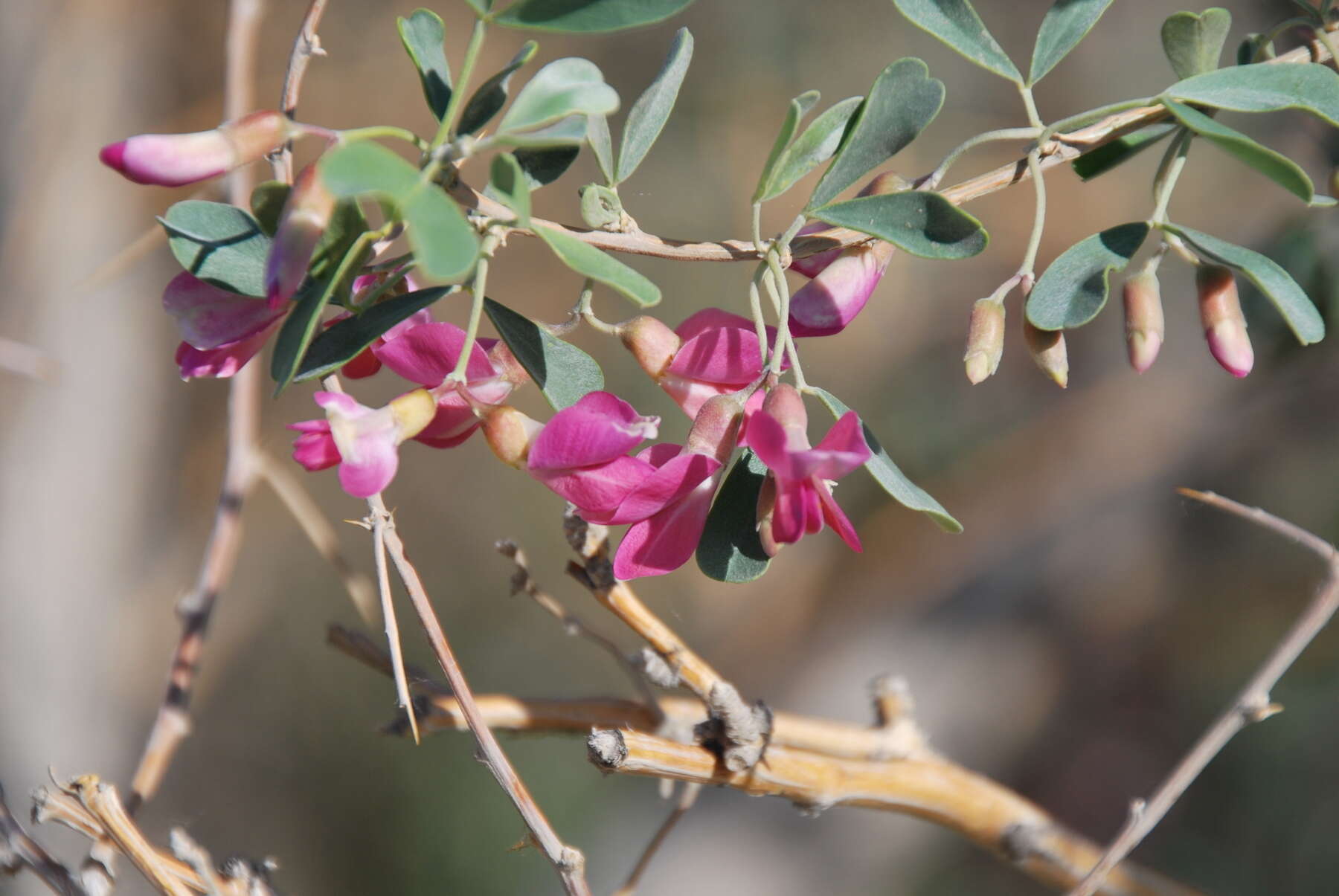 Image of common salttree