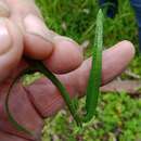 Image of Picris angustifolia DC.