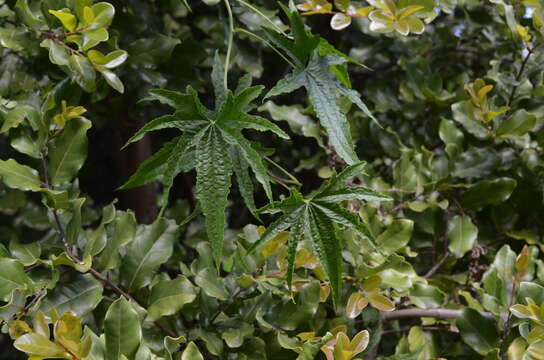 Dioscorea reticulata Gay resmi