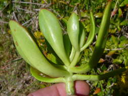 Image of green cockscomb