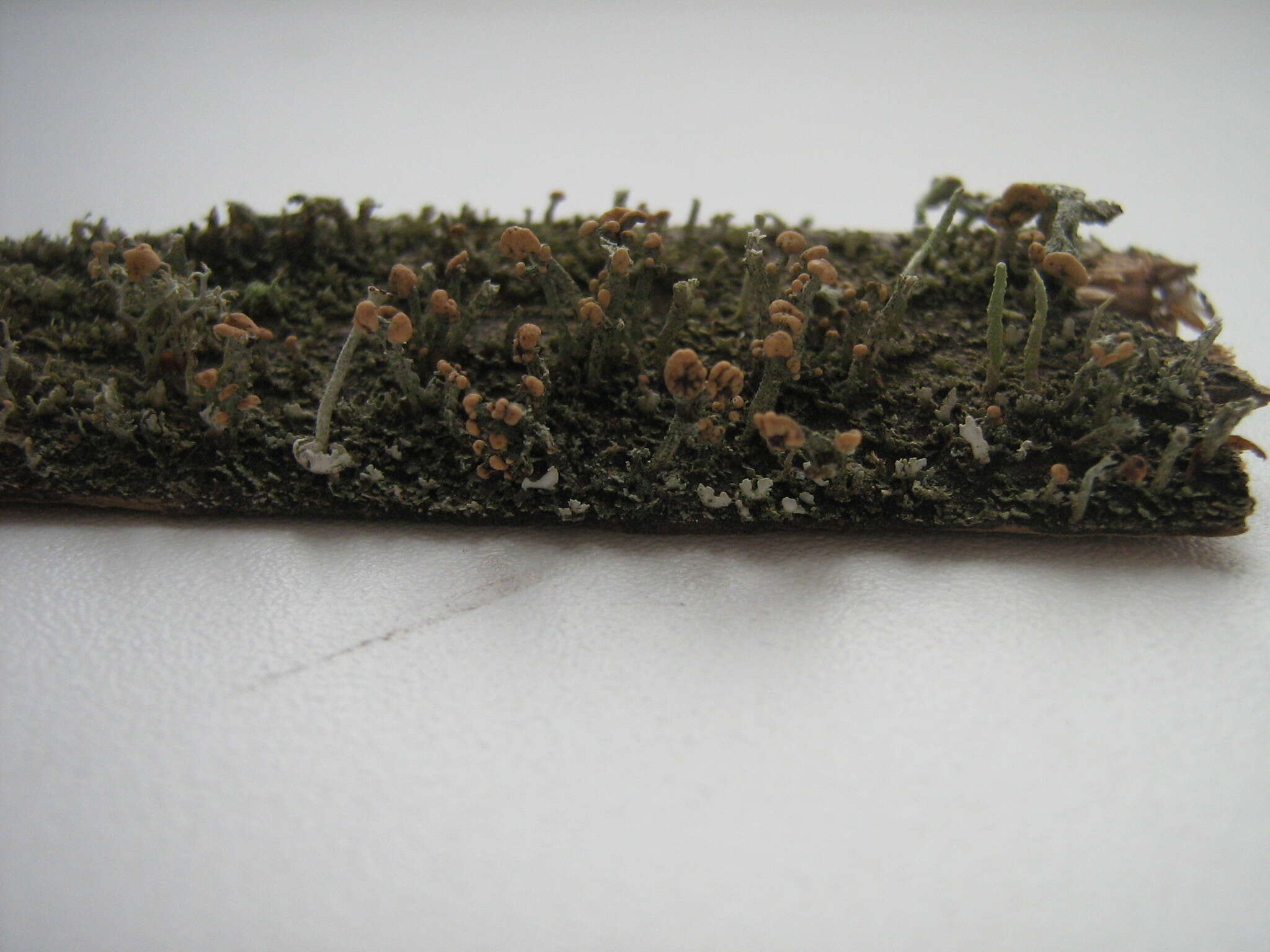 Image of cup lichen