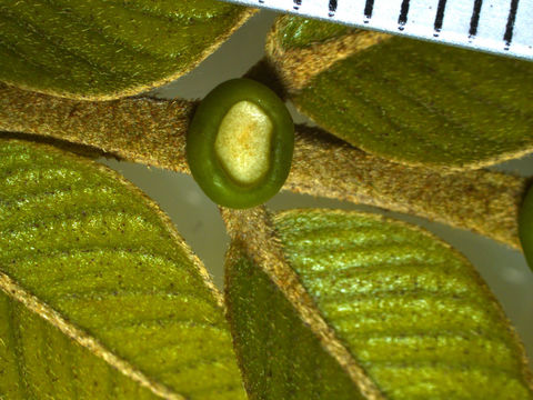 Image of <i>Inga thibaudiana</i> DC.