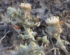 Cirsium rhothophilum Blake的圖片