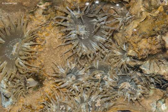 Image of Anthopleura dixoniana (Haddon & Shackleton 1893)