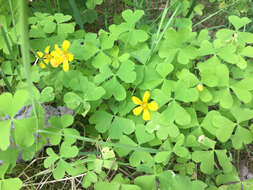 Image of Suksdorf woodsorrel