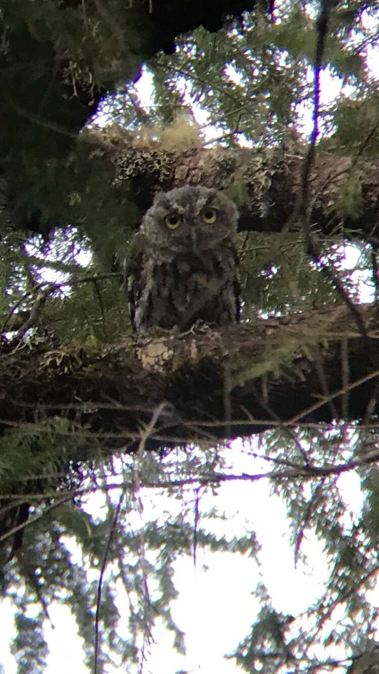 Image of Western Screech Owl