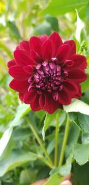 Image of pinnate dahlia