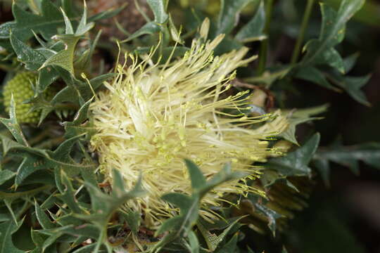 Imagem de Banksia armata (R. Br.) A. R. Mast & K. R. Thiele