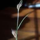 Image of Loose-Head Beak Sedge