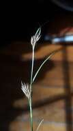 Image of Loose-Head Beak Sedge