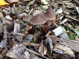 Imagem de Mycena leptocephala (Pers.) Gillet 1876