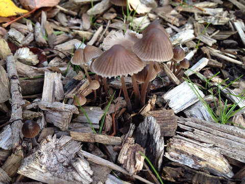 Imagem de Mycena leptocephala (Pers.) Gillet 1876