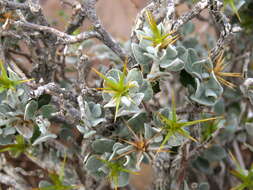 Image of Macledium spinosum (L.) S. Ortiz