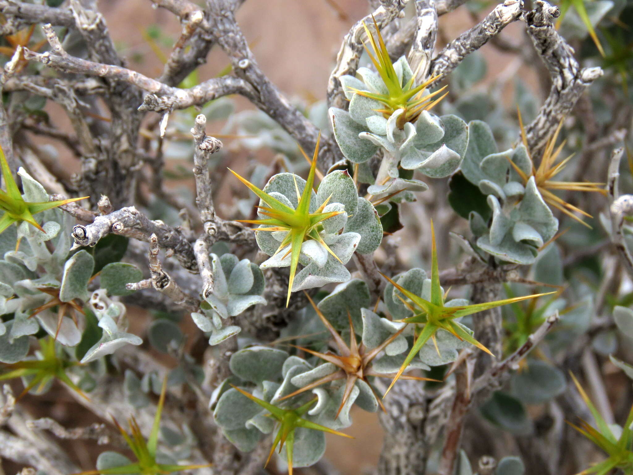 Image of Macledium spinosum (L.) S. Ortiz