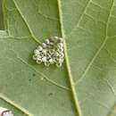 صورة Pulvinaria acericola (Walsh & Riley 1868)