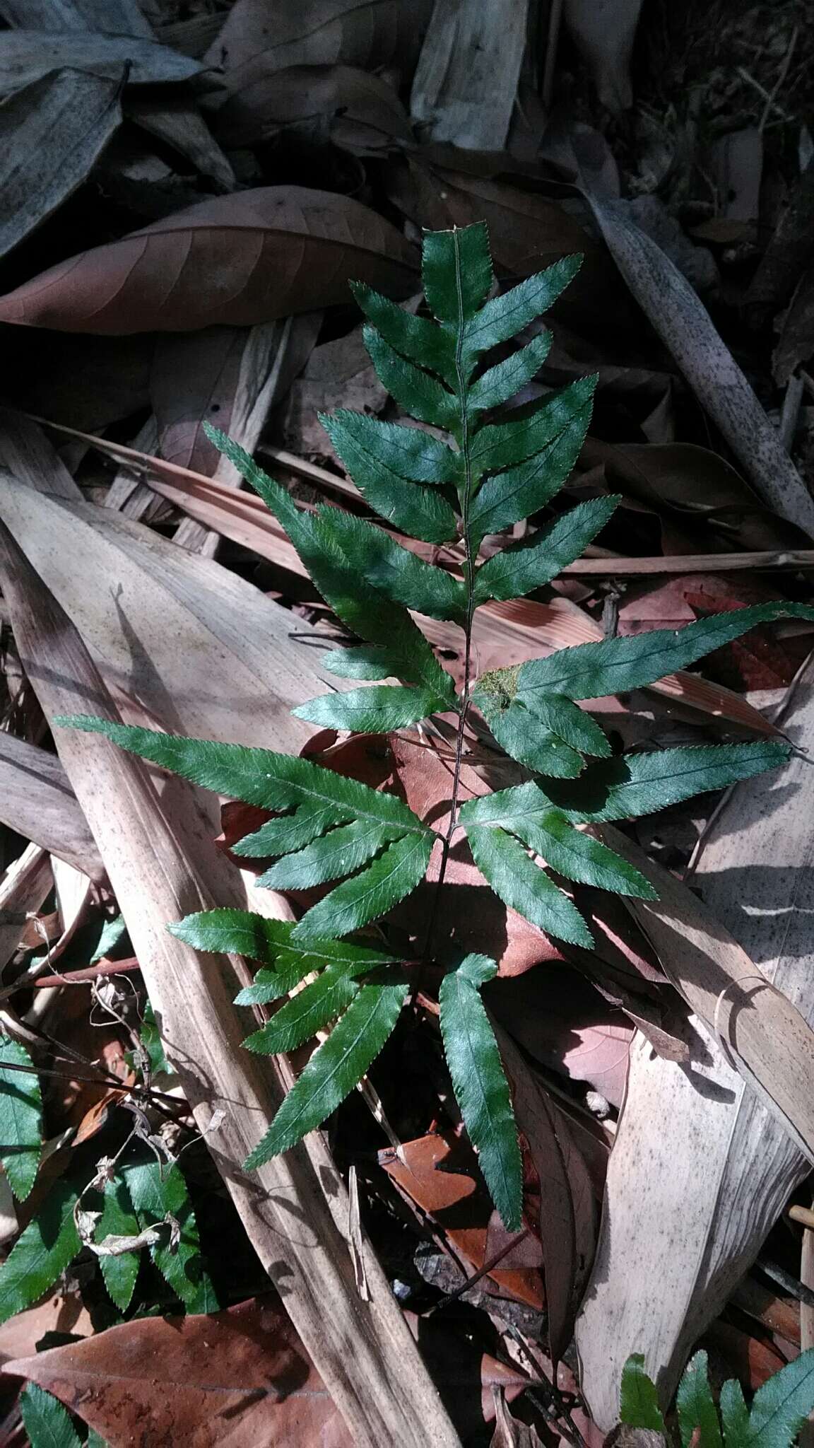 Image of Pteris semipinnata L.