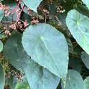 Image de Begonia tropaeolifolia A. DC.