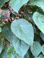 Image de Begonia tropaeolifolia A. DC.