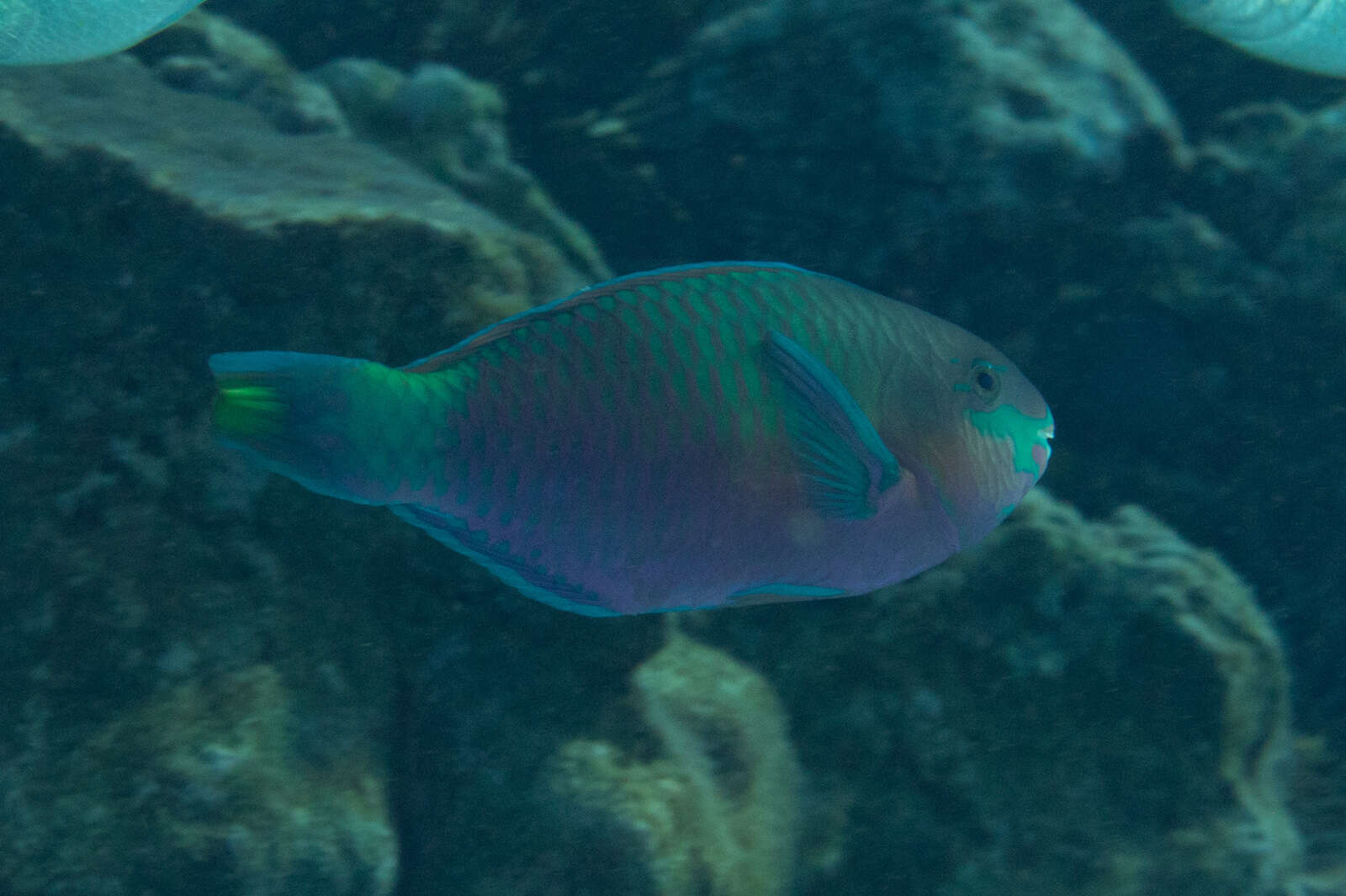 Image of Green-blotched parrotfish