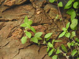 Image of Parietaria lusitanica L.