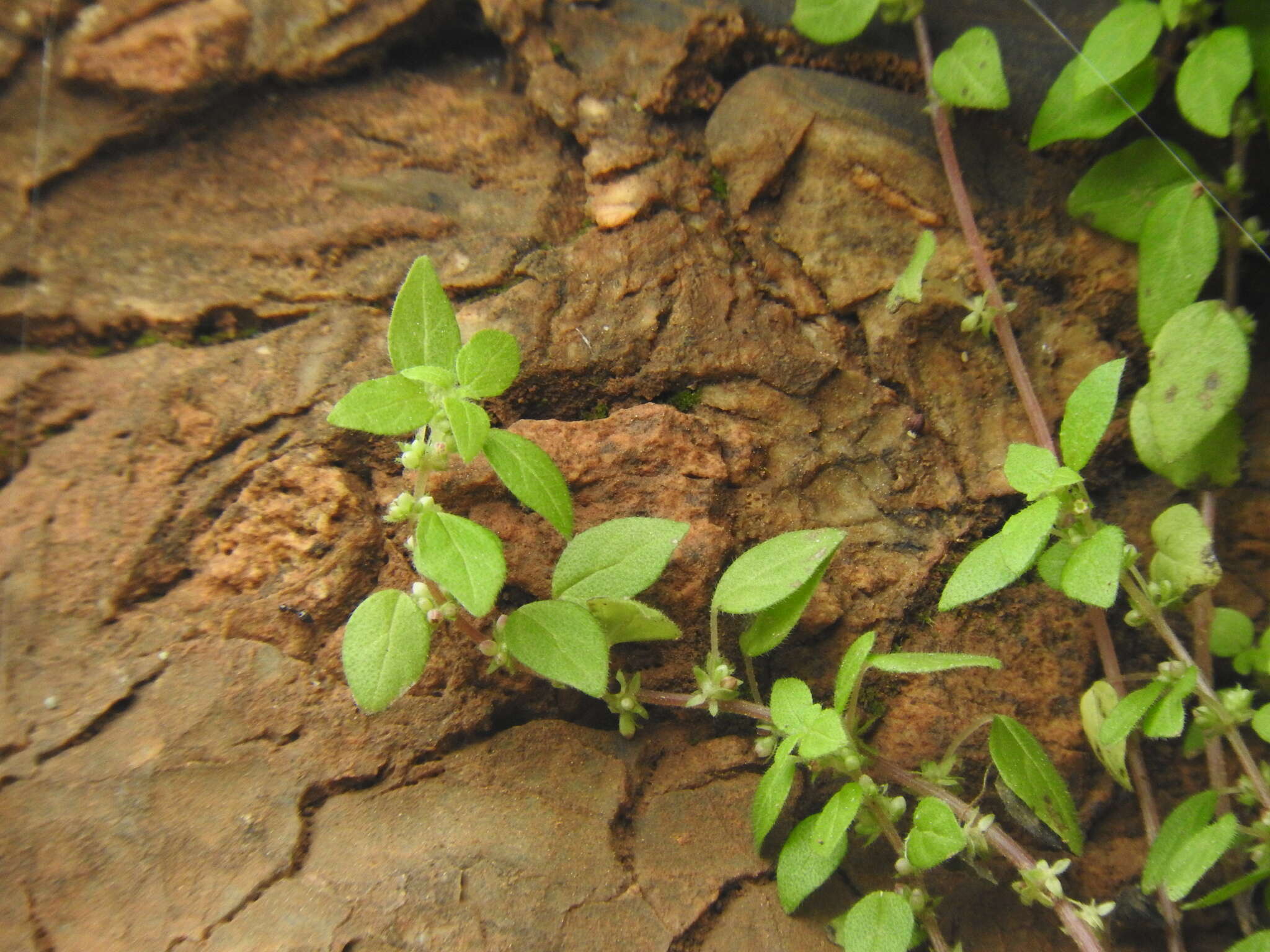 Image of Parietaria lusitanica L.