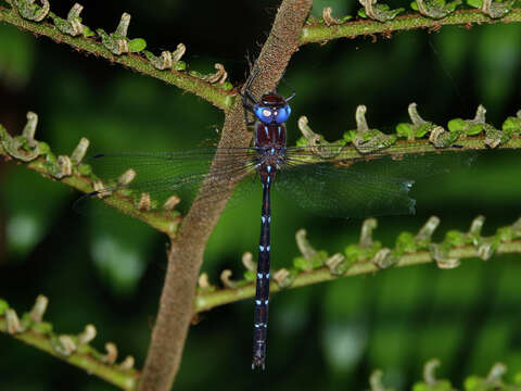 Image of Austroaeschna eungella Theischinger 1993