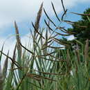 Image of Big Cord Grass