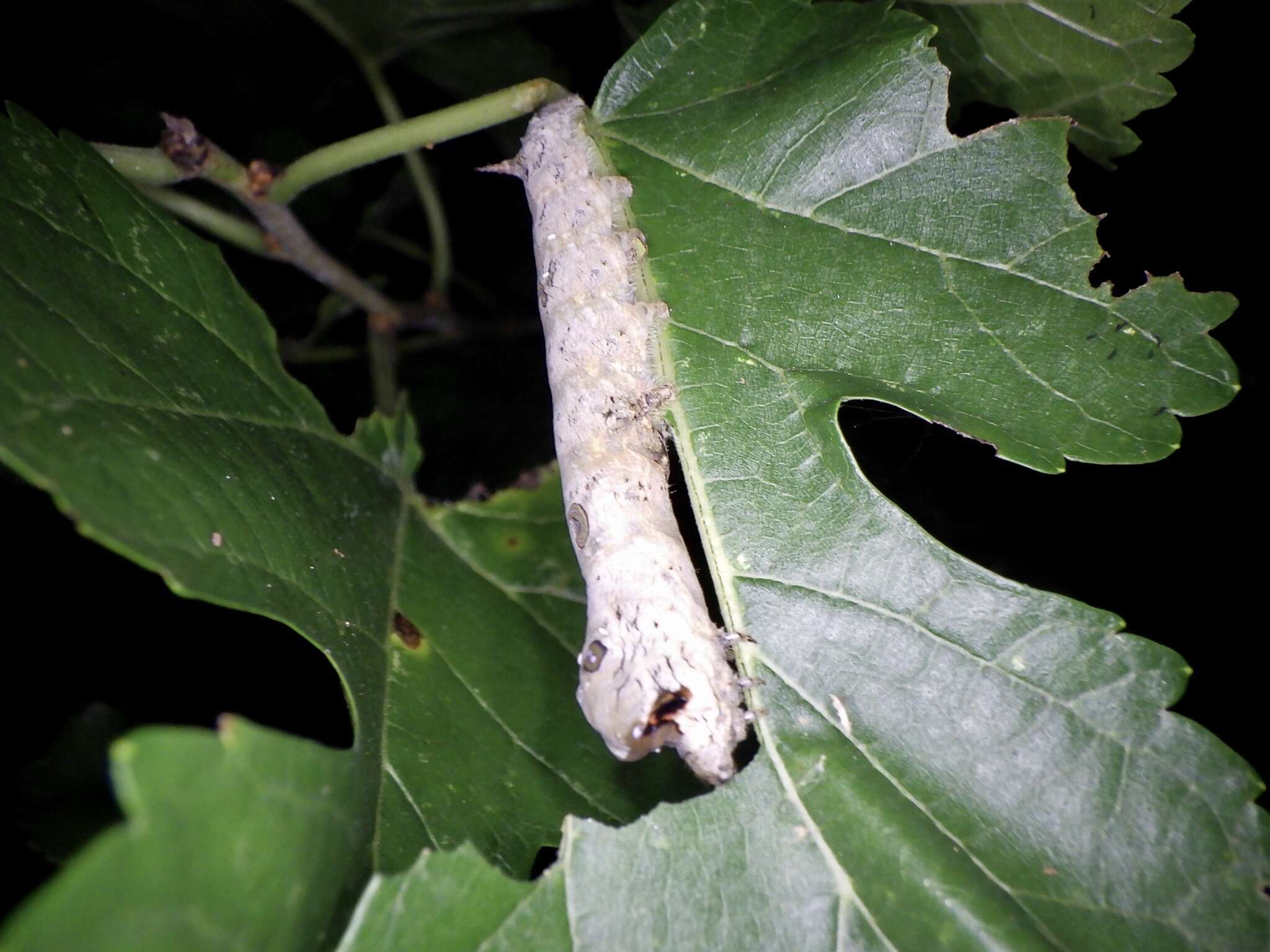 Image of Bombyx mandarina mandarina