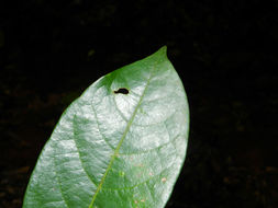 Image of <i>Sloanea longipes</i> Ducke