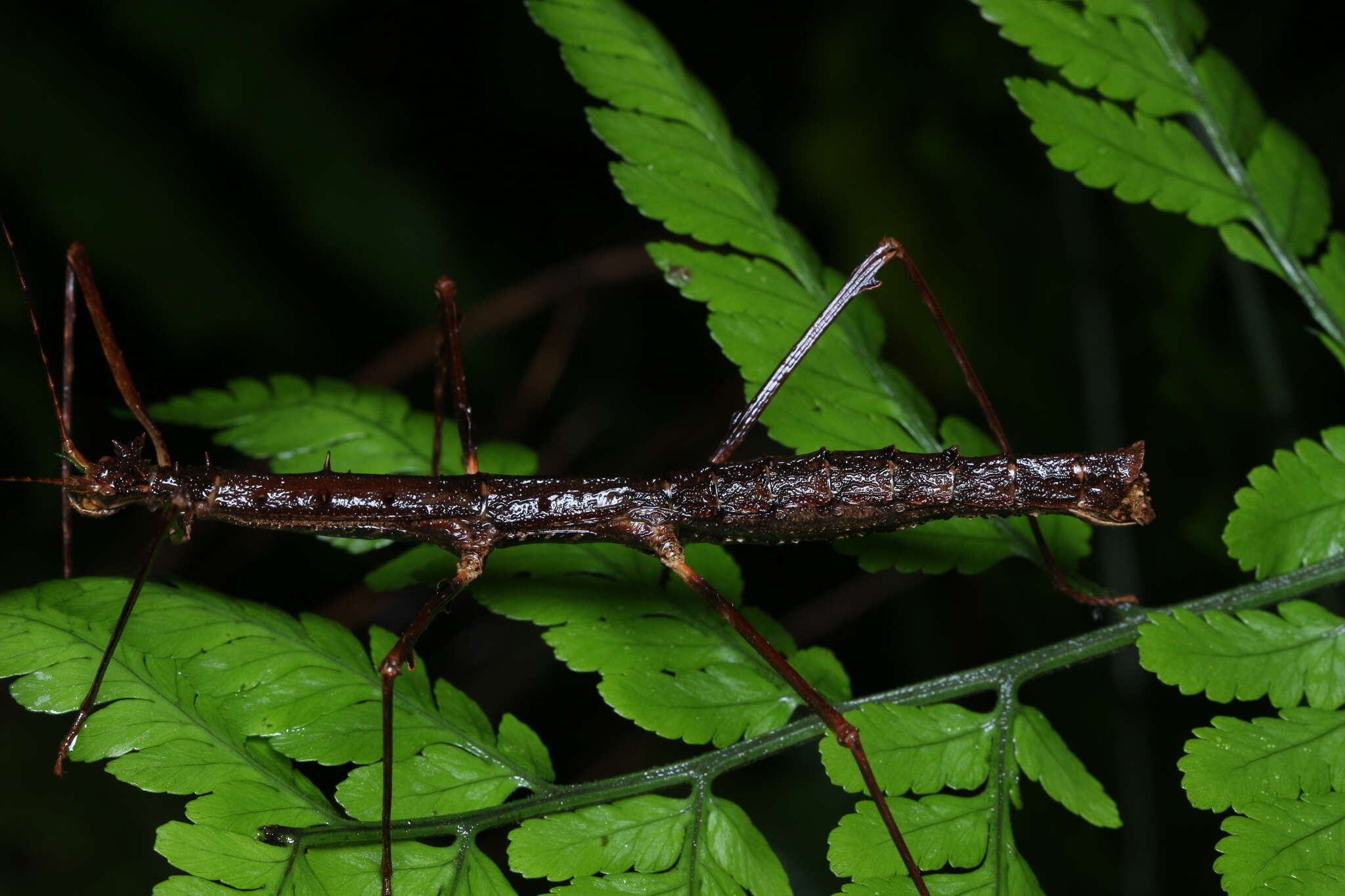 Image of Ceroys (Ceroys) spinosus Zompro 2004