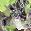 Image de Cymbalaria microcalyx (Boiss.) Wettst.
