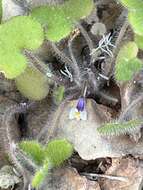 Image of Cymbalaria microcalyx (Boiss.) Wettst.