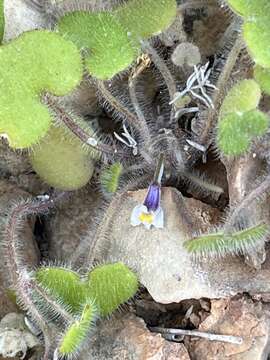 Image de Cymbalaria microcalyx (Boiss.) Wettst.