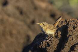 Image of Socorro Wren