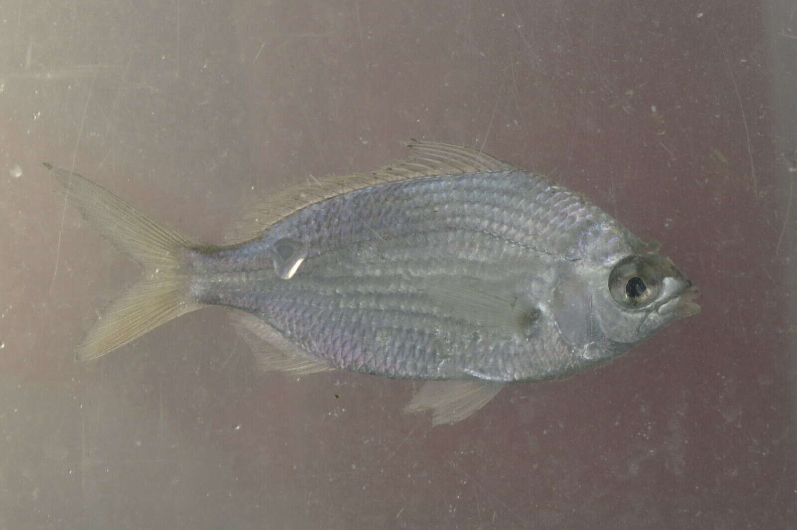 Image of Common mojarra