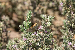 Image of Hylephila signata Blanchard 1852