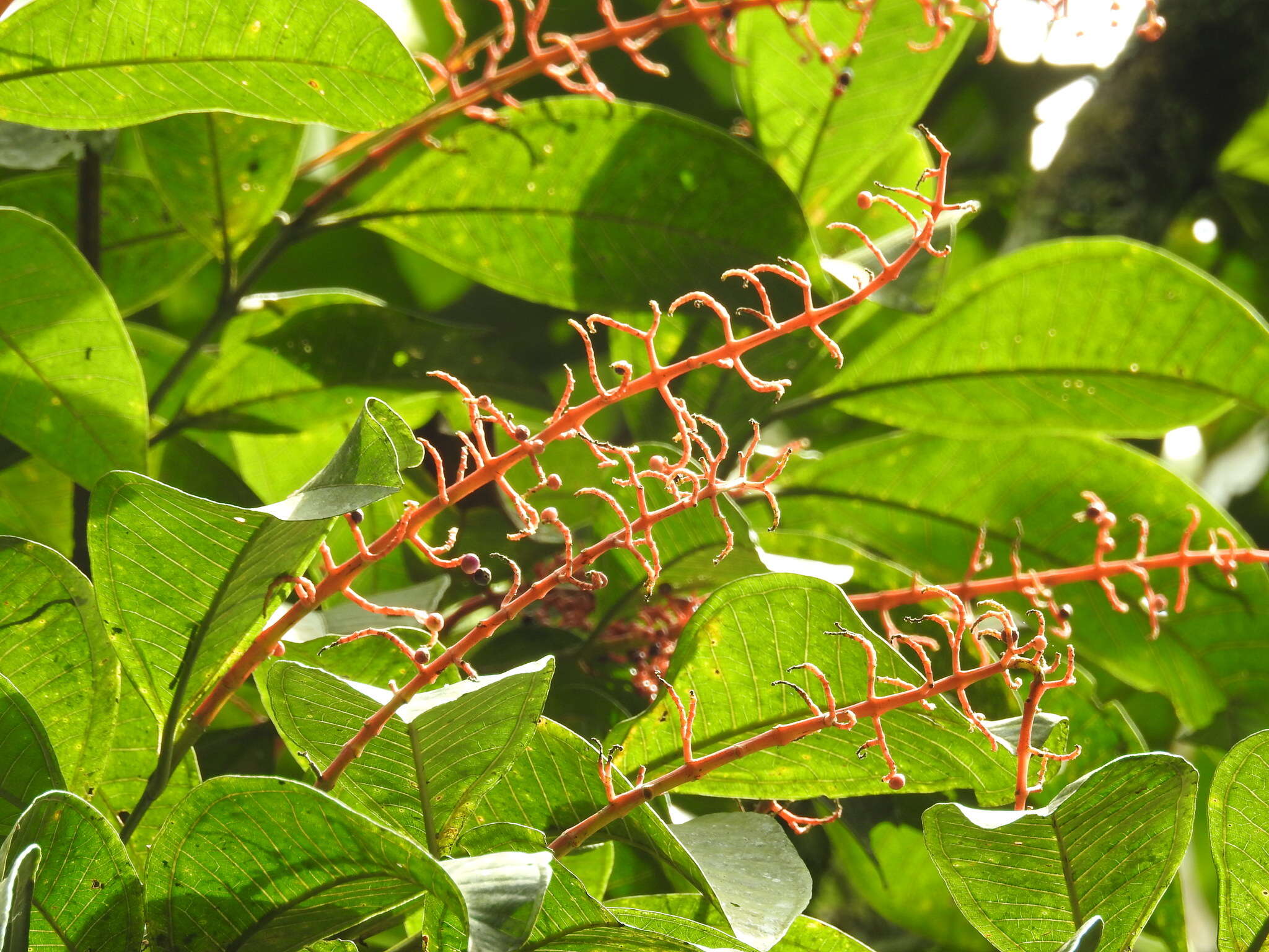 Plancia ëd Miconia trinervia (Sw.) D. Don ex Loud.