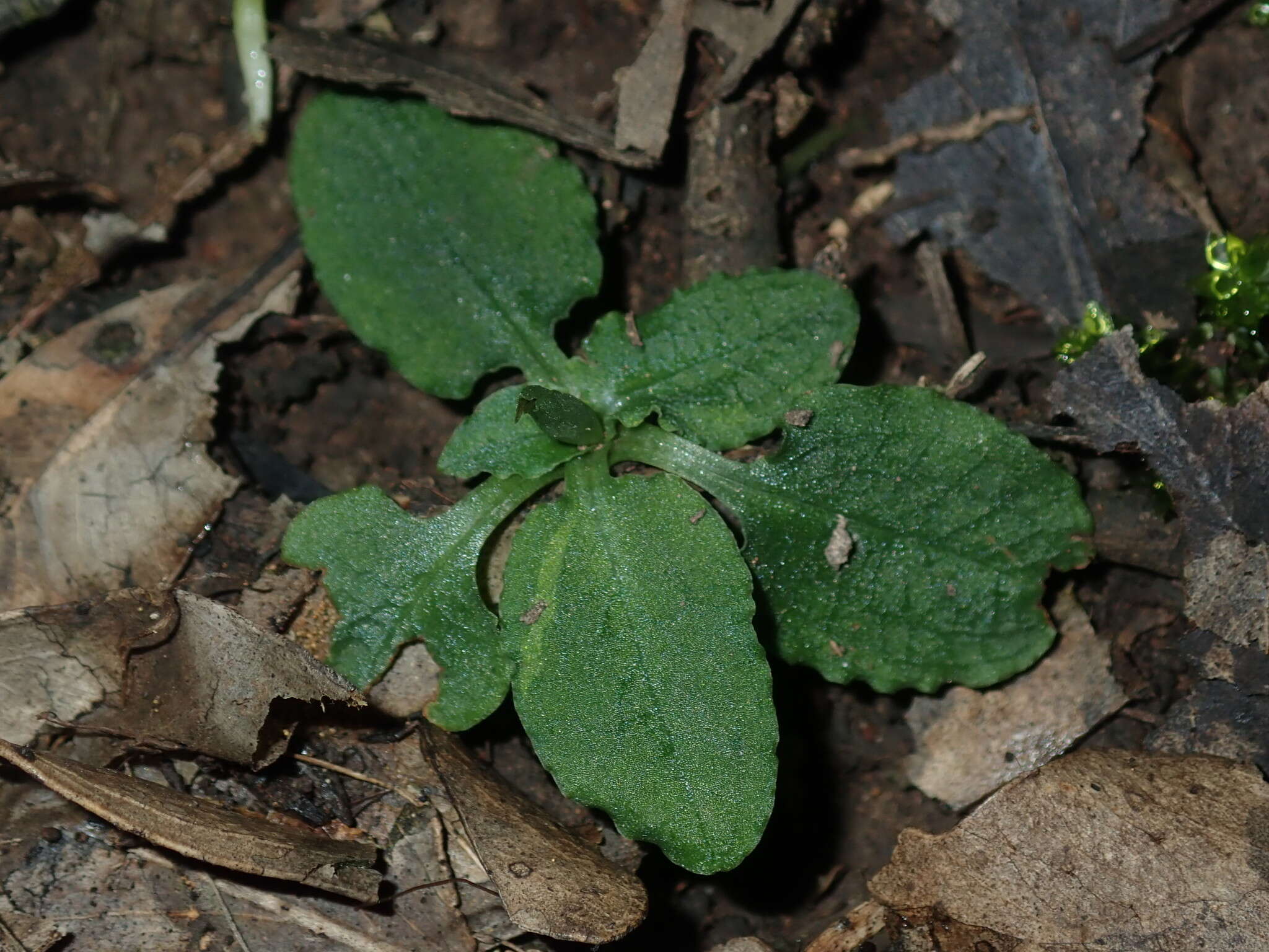 Image of Coastal maroonhood