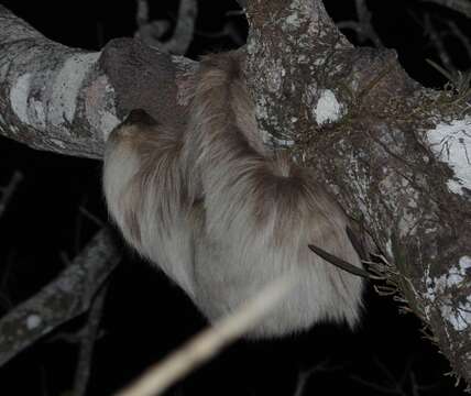 Image of two-toed sloths