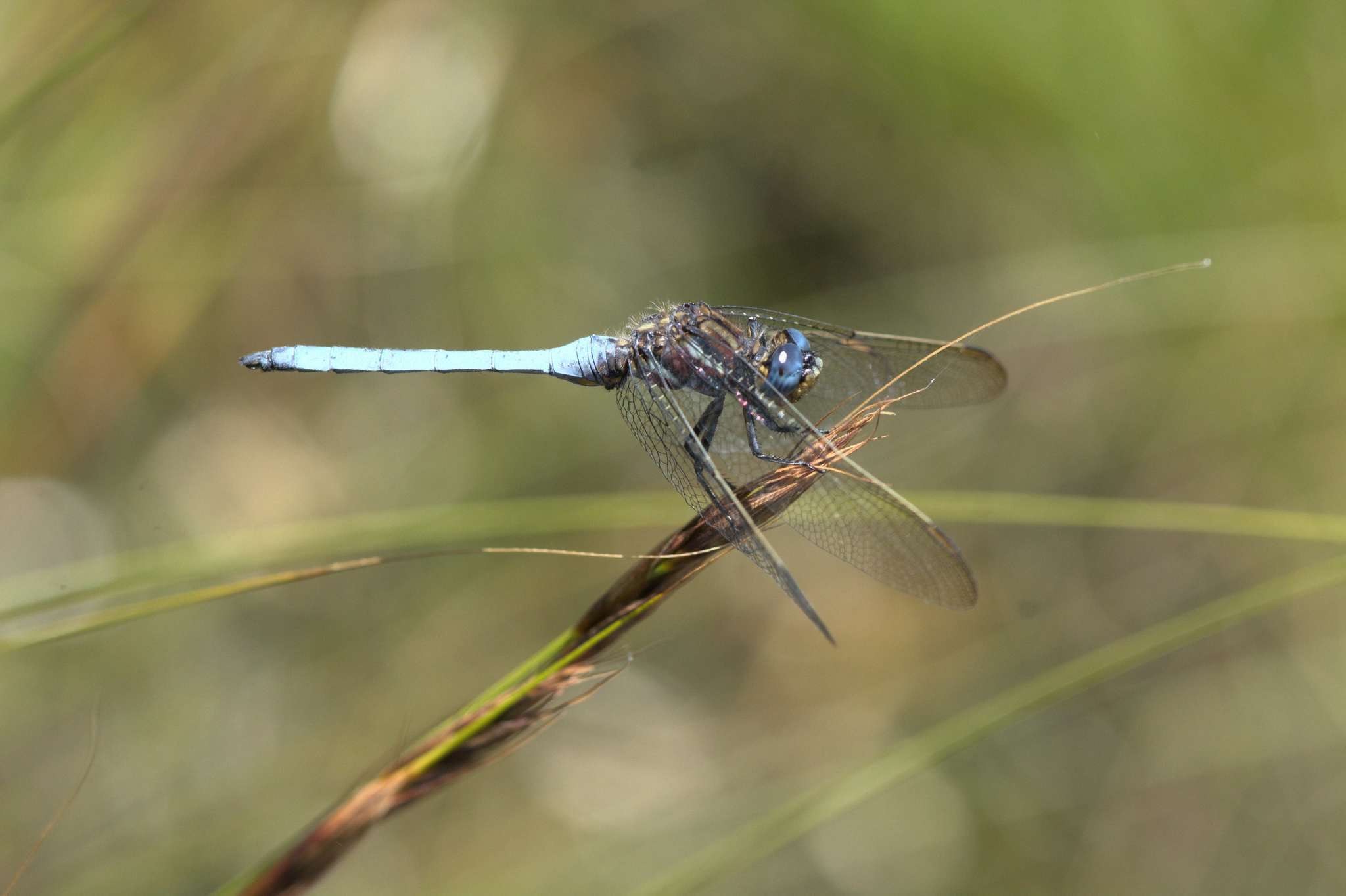 Image of Elusive Skimmer