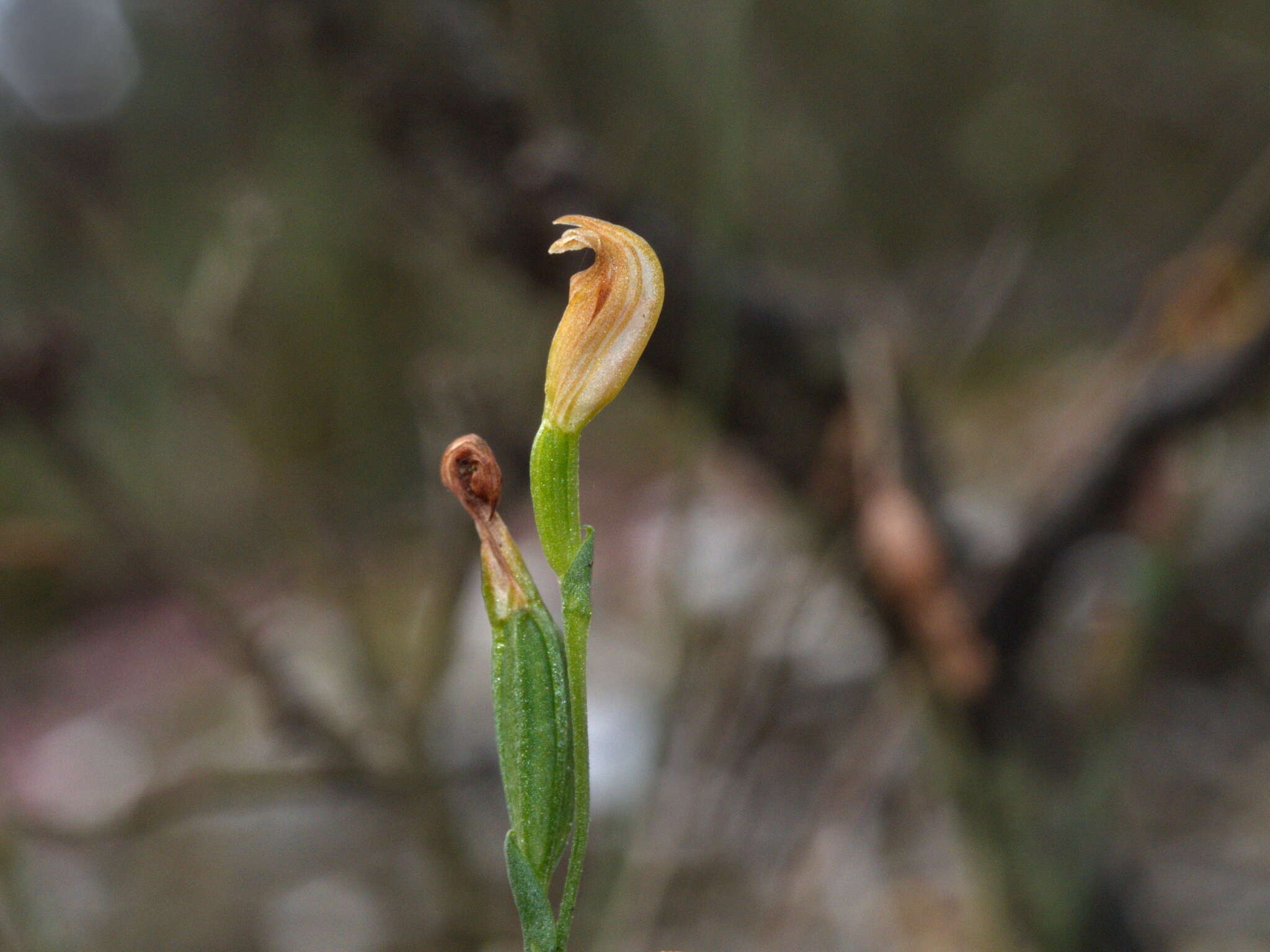 Image of Tiny greenhood