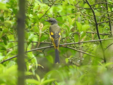 Image of Long-tailed Minivet