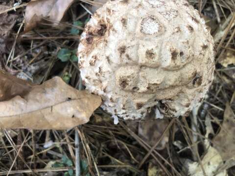 Image of Amanita westii (Murrill) Murrill 1945